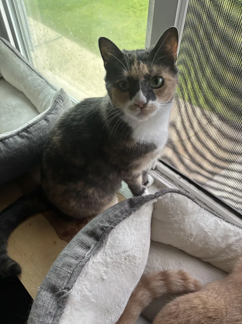 An adult medium-sized female Domestic Short Hair cat named Freya + Loki for adoption in Davis, CA