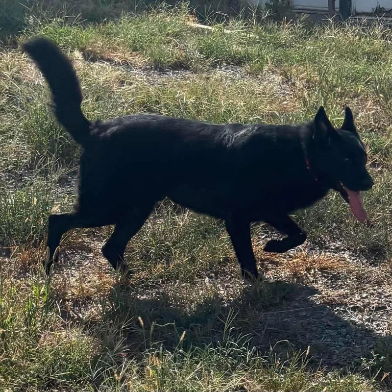 An adult large-sized male Shepherd dog named Banditt for adoption in Hackett, AR