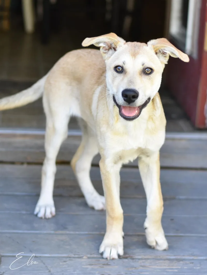 A baby medium-sized female Husky dog named Elsa for adoption in Conroe, TX