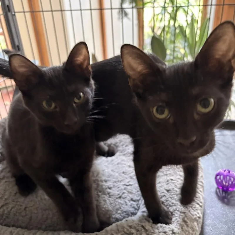 A baby small-sized male Black Domestic Short Hair cat named Shark for adoption in Waldorf, MD