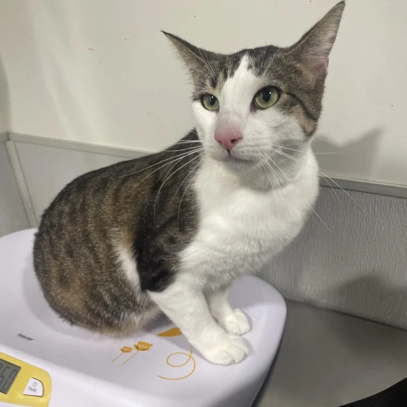 An adult large-sized male Brown / Chocolate Domestic Short Hair cat named Artie for adoption in Tampa, FL