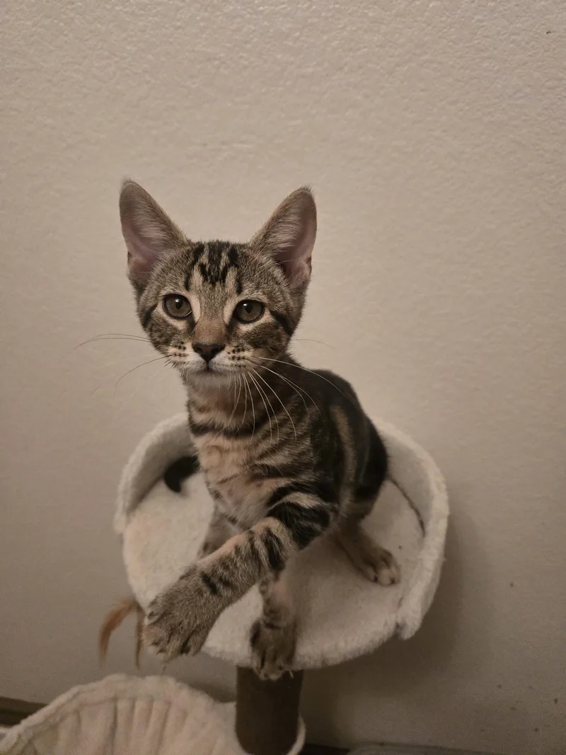 A young medium-sized male Domestic Short Hair cat named Darius for adoption in McKinney, TX