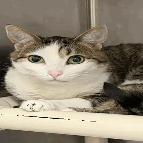 An adult large-sized female Domestic Short Hair cat named Bridgette for adoption in New York, NY