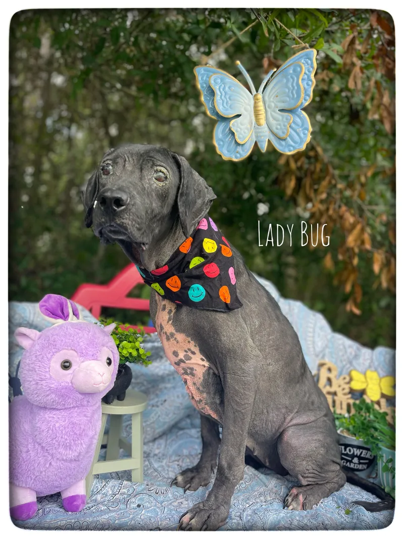 Lady Bug thumbnail 6