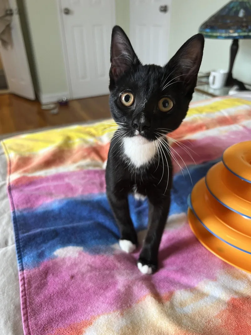 A baby medium-sized female Domestic Short Hair cat named Willow for adoption in Brooklyn, NY