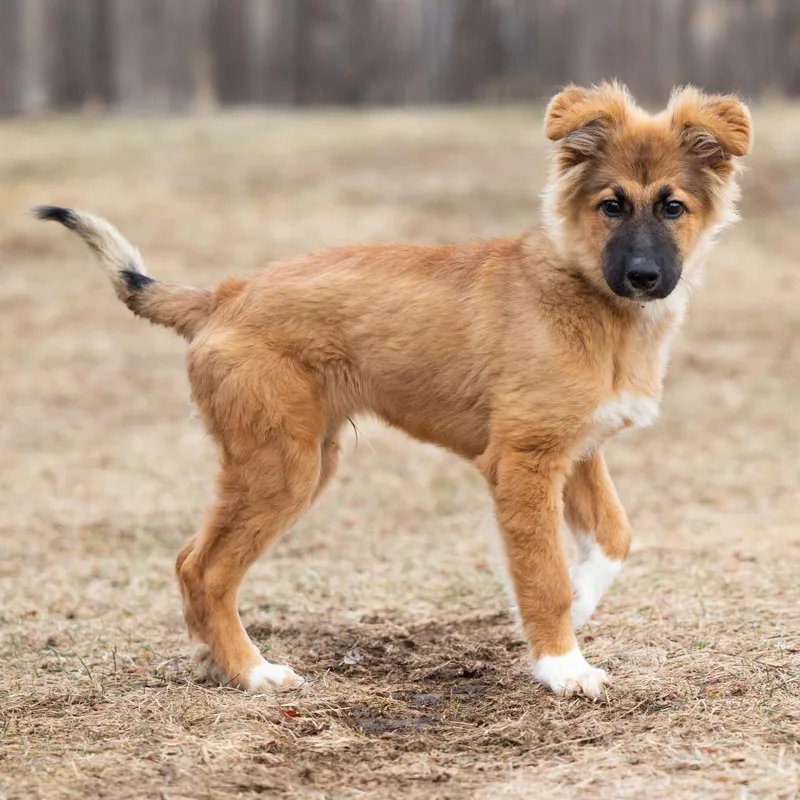 Handsomehal D thumbnail 4