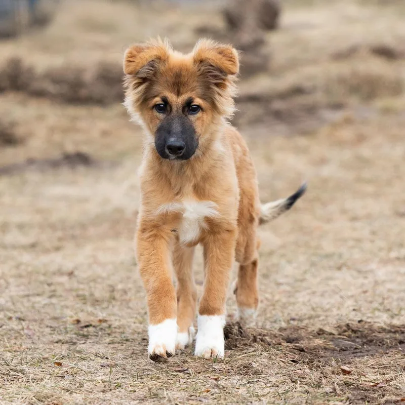 Handsomehal D thumbnail 6