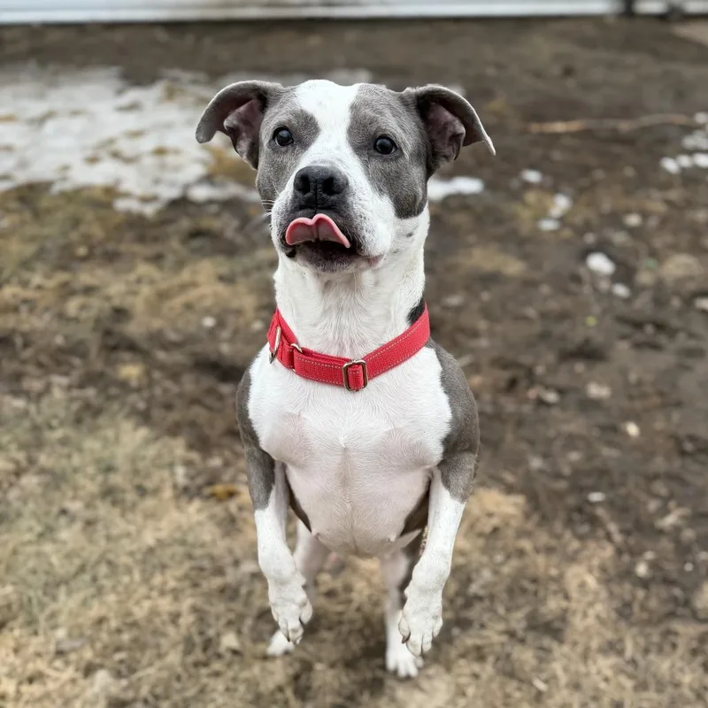 An adult medium-sized female Gray / Blue / Silver Pit Bull Terrier dog named Tira for adoption in Wadena, MN