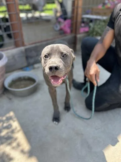 A young large-sized male Pit Bull Terrier dog named Salamander for adoption in Fresno, CA