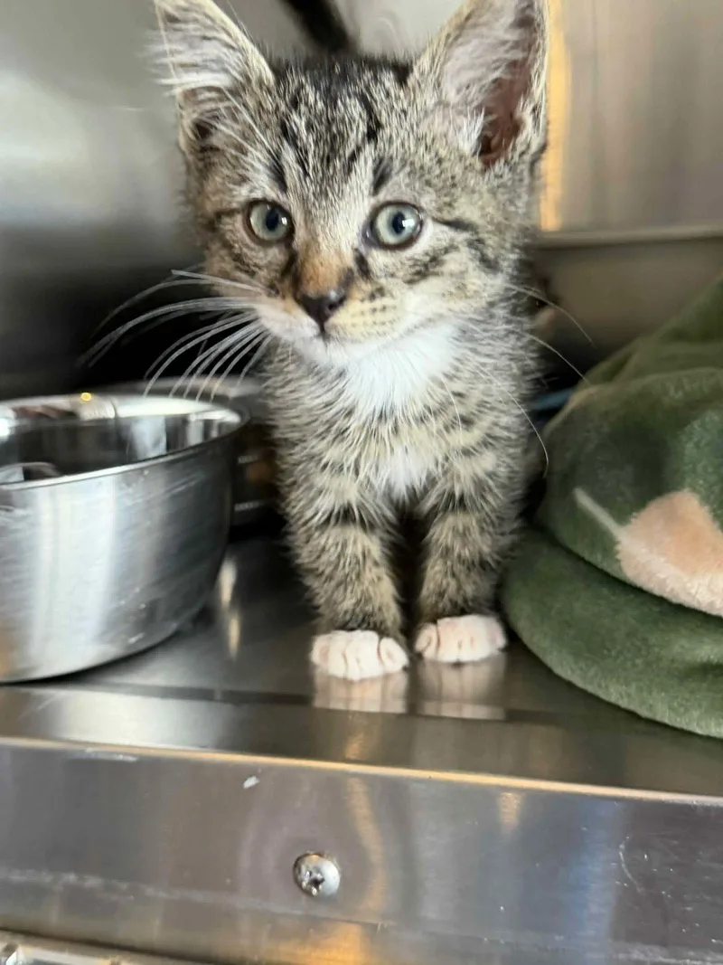 A young medium-sized male Domestic Short Hair cat named Tai for adoption in Charleston, SC