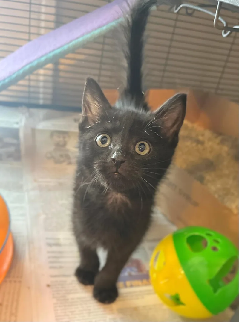 A baby medium-sized female Black Domestic Short Hair cat named Beretta for adoption in Seville, OH