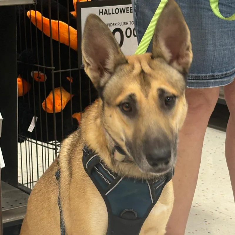 An adult medium-sized male Bicolor German Shepherd Dog dog named Ryder for adoption in Anderson, TX