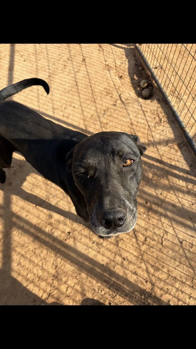 An adult medium-sized female Black Labrador Retriever dog named Noir for adoption in Paradise, TX