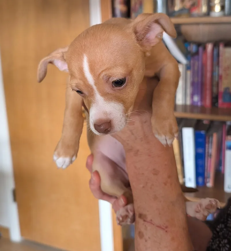 A baby small-sized female Brown / Chocolate Chihuahua dog named Camille  Puppy for adoption in Albuquerque, NM