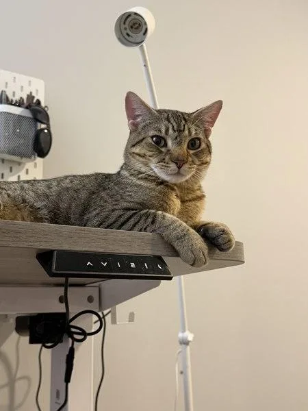 A young medium-sized male Domestic Short Hair cat named Frappucino for adoption in New York, NY