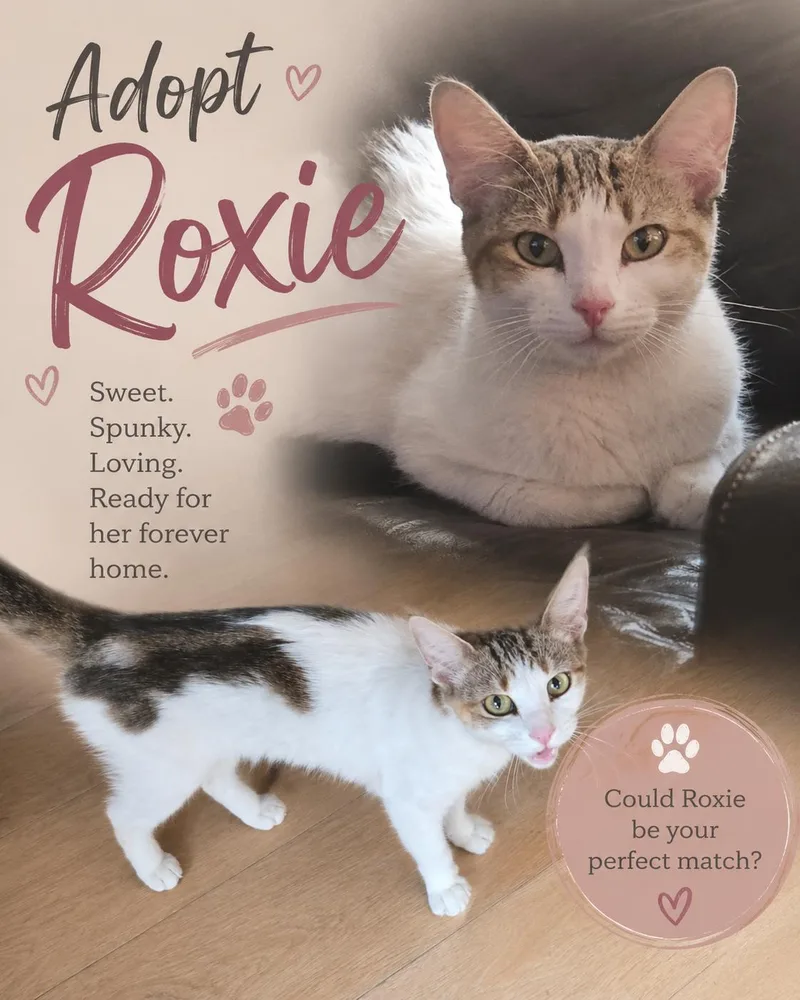 A young small-sized female Gray & White Domestic Short Hair cat named Roxie for adoption in Queen Creek, AZ
