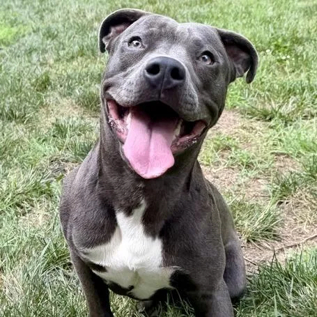 A young small-sized male Gray / Blue / Silver Pit Bull Terrier dog named Kevin for adoption in Dayton, OH