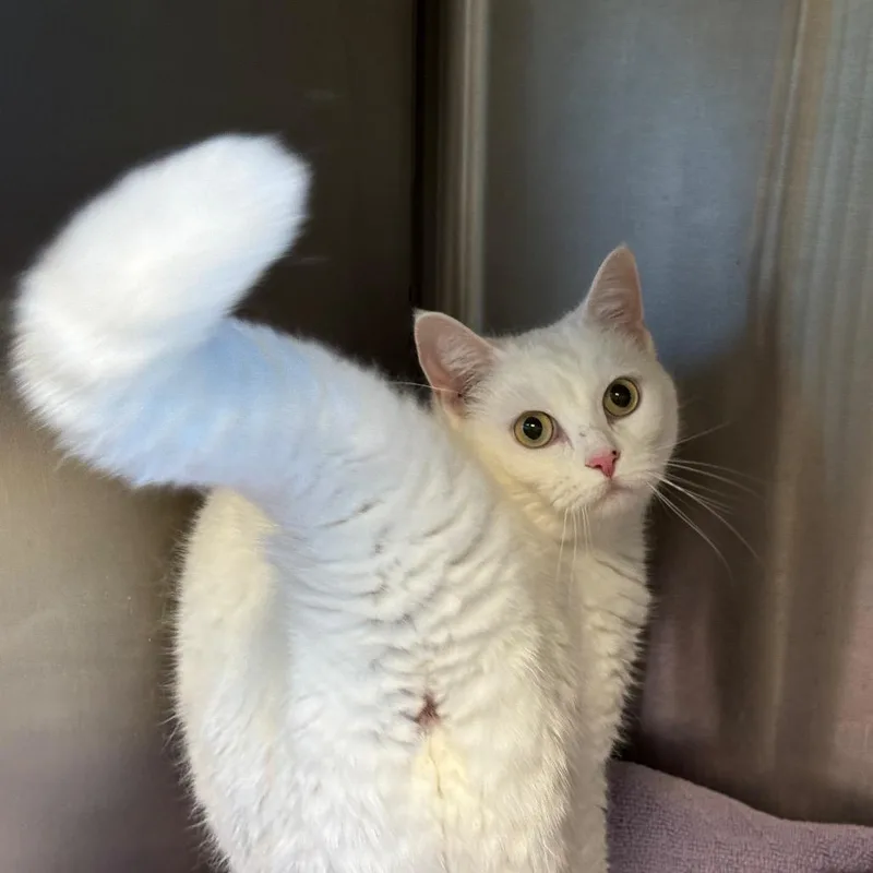 An adult large-sized female White Domestic Short Hair cat named Angel for adoption in Davenport, IA