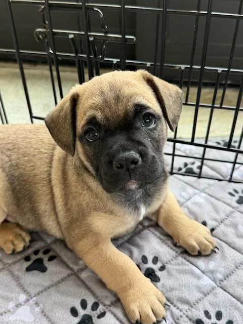 A baby small-sized male Terrier dog named Chipotle for adoption in Burbank, CA