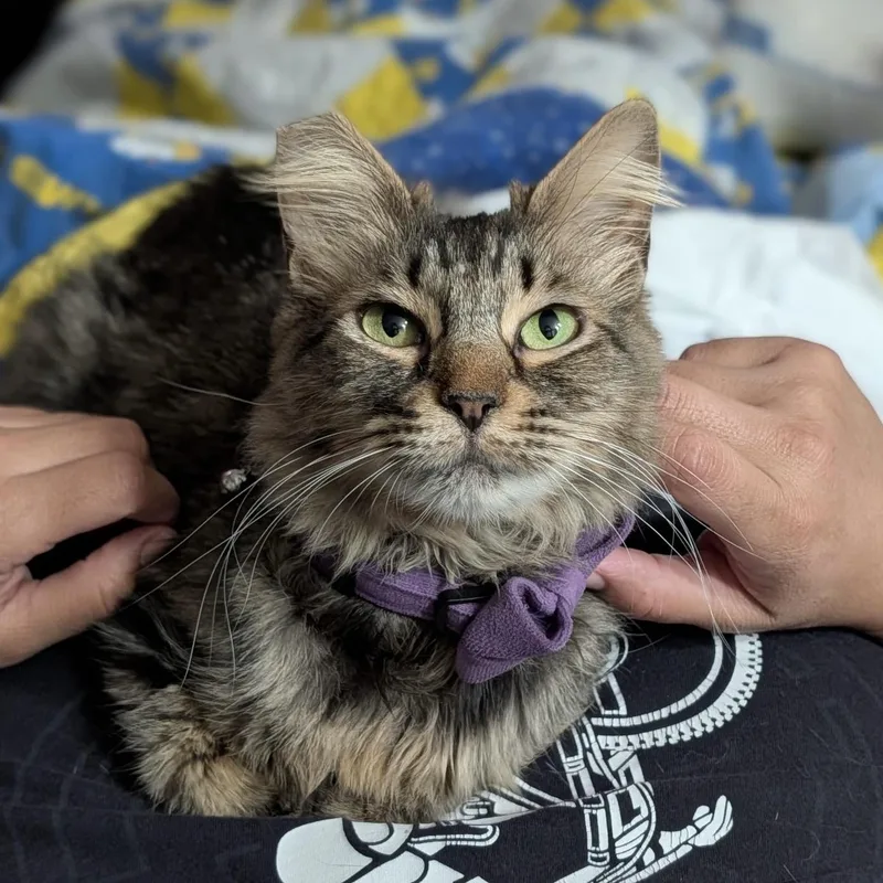 A young medium-sized female Tabby (Brown / Chocolate) Domestic Medium Hair cat named Boba for adoption in Orange, CA