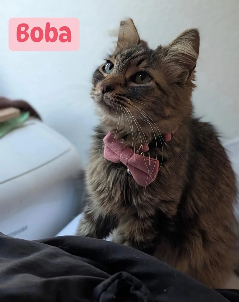 Boba thumbnail 3