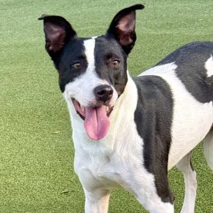 An adult medium-sized female Mixed Breed dog named Morgan for adoption in Largo, FL