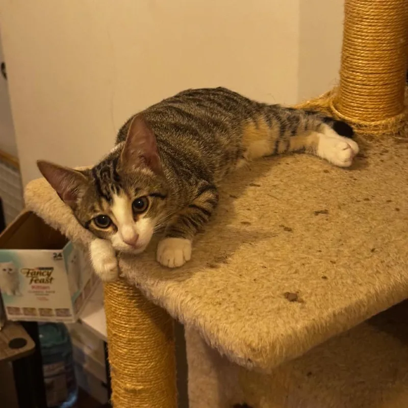 A baby small-sized female Brown / Chocolate Domestic Short Hair cat named Theodora for adoption in Miami, FL