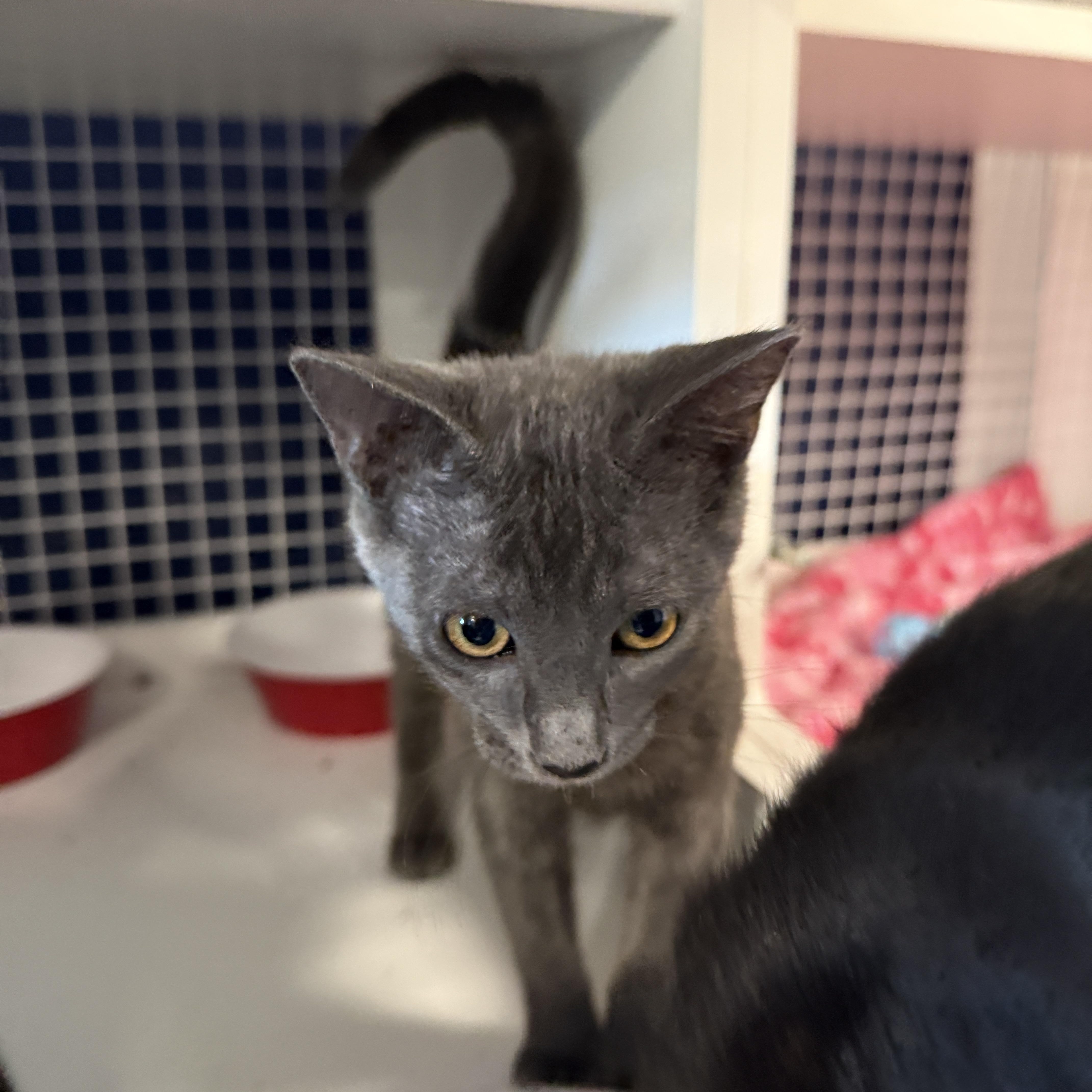 A baby medium-sized female Gray / Blue / Silver Domestic Short Hair cat named Woosh for adoption in Oceanside, CA