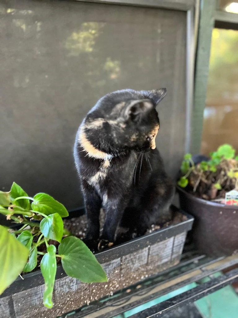 An adult medium-sized female Domestic Short Hair cat named Gidget for adoption in Cromwell, KY