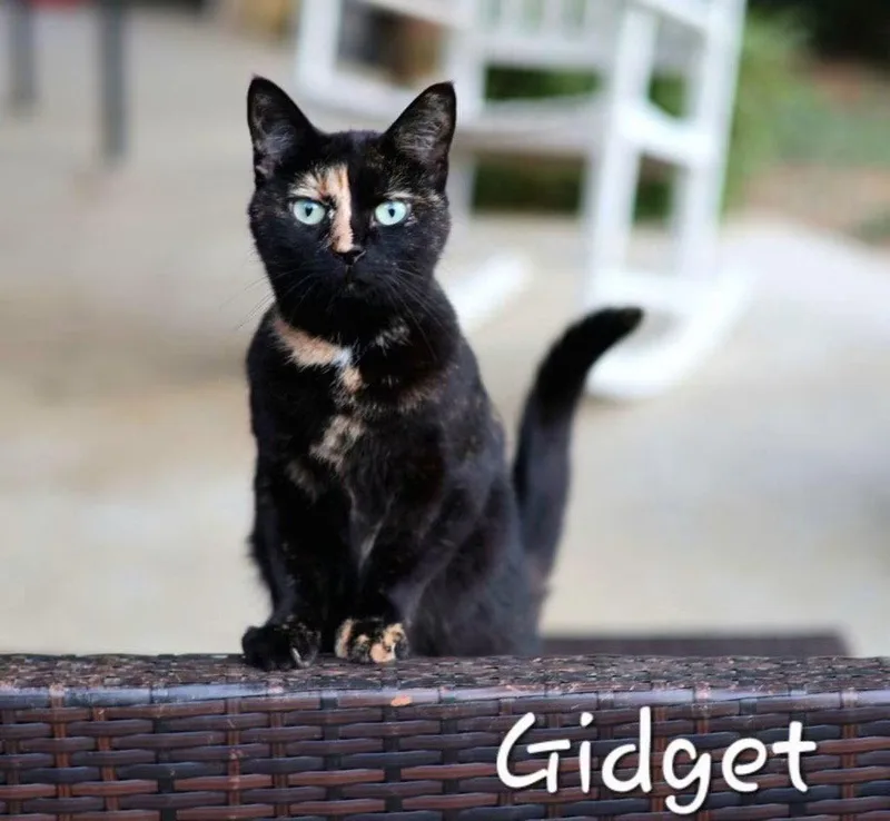 Gidget thumbnail 2