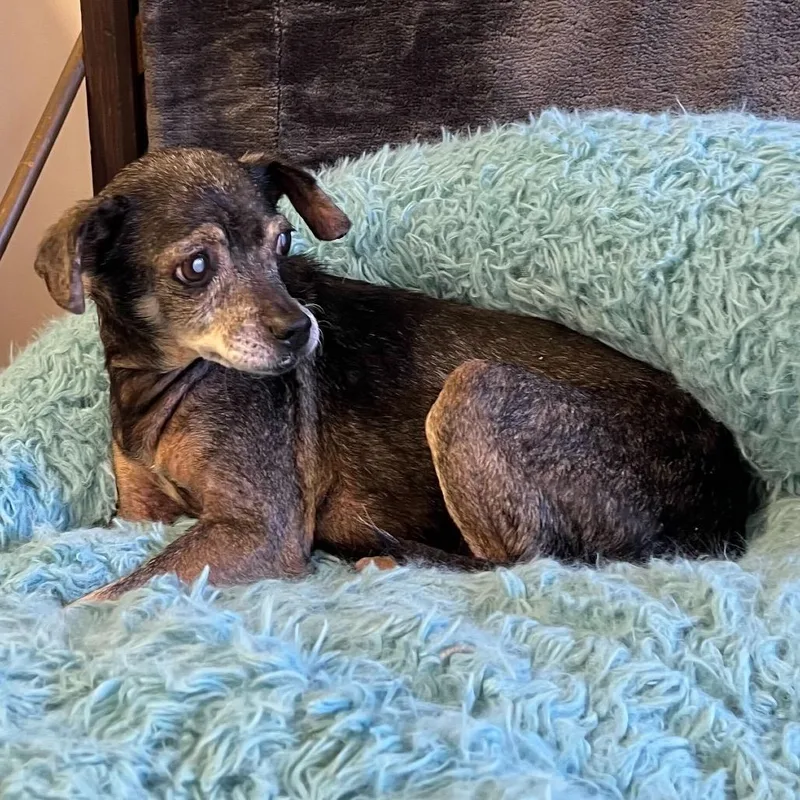 A senior small-sized female Brindle Chihuahua dog named Pina Colada for adoption in San Francisco, CA