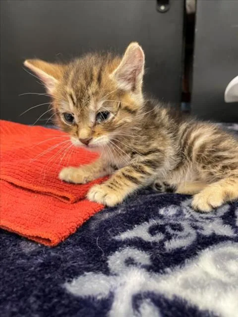 A baby small-sized female Domestic Short Hair cat named Cinderella for adoption in Tracy, CA