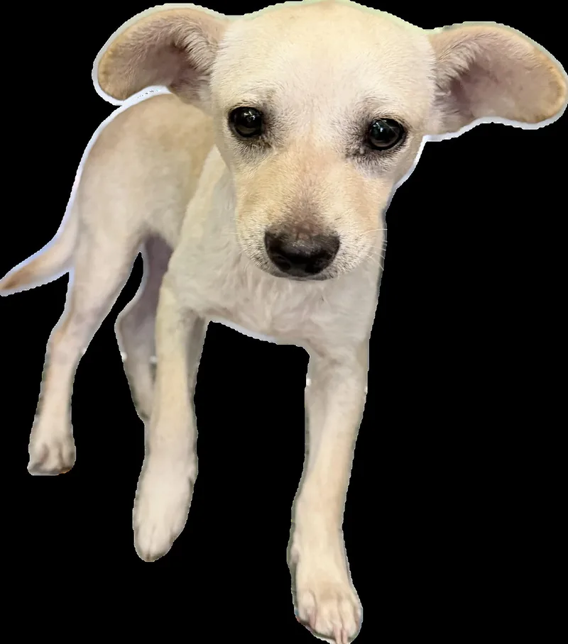 A baby small-sized male Chihuahua dog named Arrozito for adoption in Los Angeles, CA