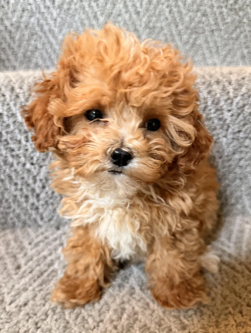 Ernie