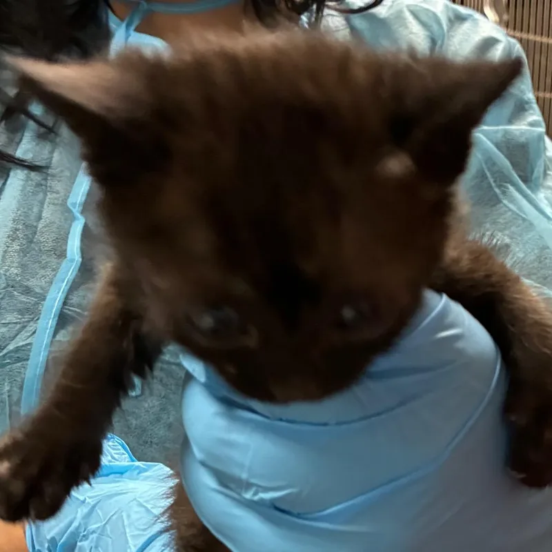 An adult small-sized female Black Domestic Short Hair cat named Katy Perry for adoption in Yuma, AZ