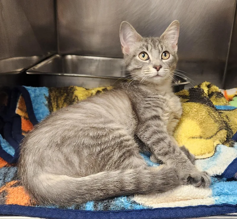 A baby medium-sized female Tabby (Gray / Blue / Silver) Domestic Short Hair cat named Lagoon for adoption in Clayton, NJ