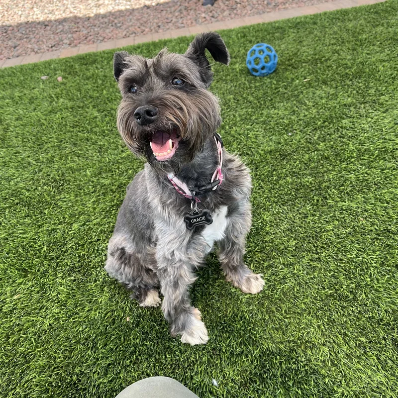 Gracie