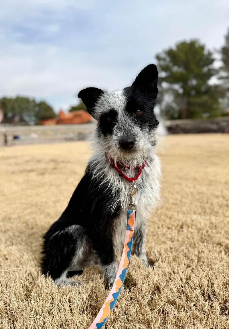 A young medium-sized male Terrier dog named Marshall for adoption in Forest Hill, MD