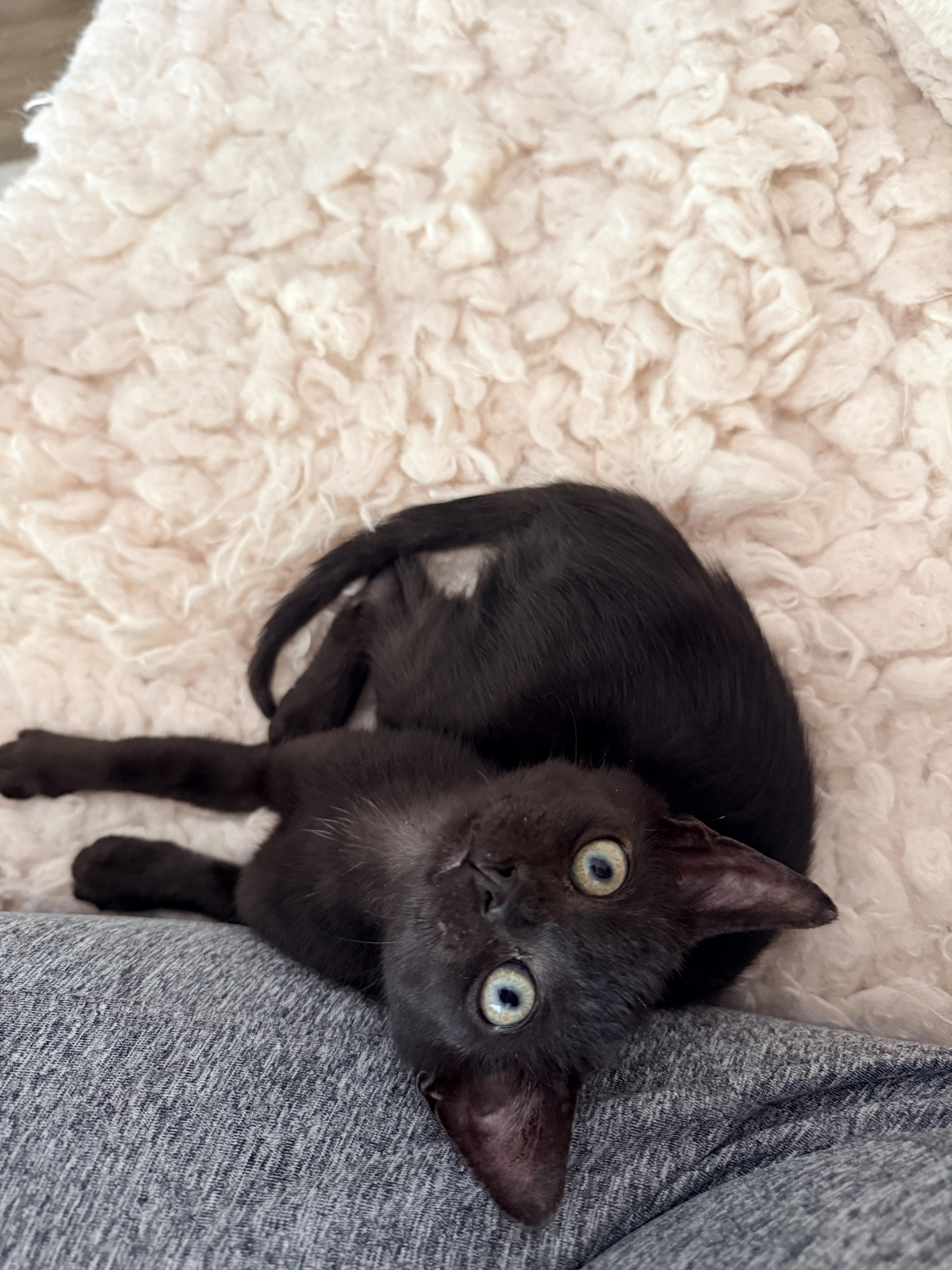 Little Man Jerry