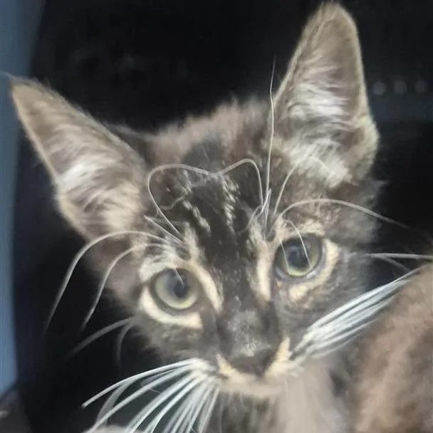 A baby small-sized male Brown / Chocolate Domestic Short Hair cat named Zuko for adoption in Tacoma, WA