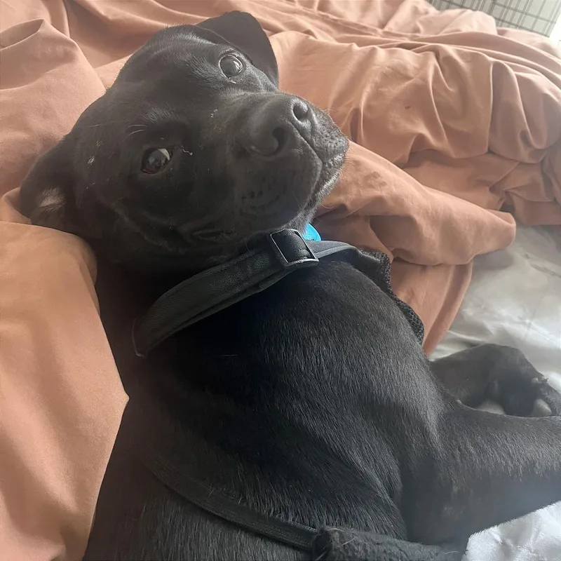 Duke