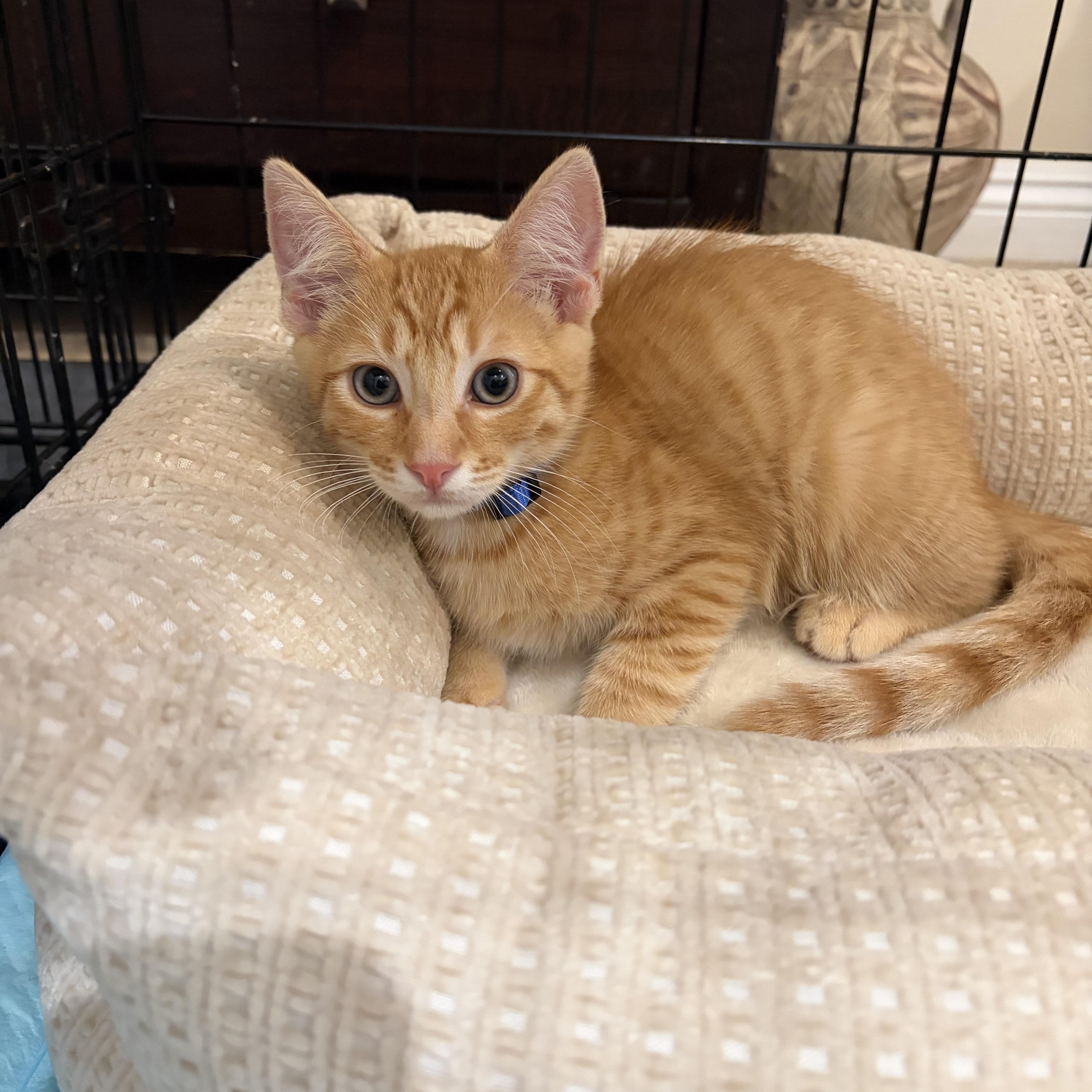 A baby medium-sized male Orange / Red Tabby cat named Vozinha for adoption in Poway, CA