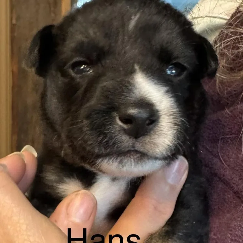 A baby medium-sized male Yellow / Tan / Blond / Fawn Mixed Breed dog named Hans for adoption in Bartlett, TN