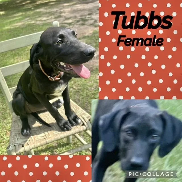 Tubbs