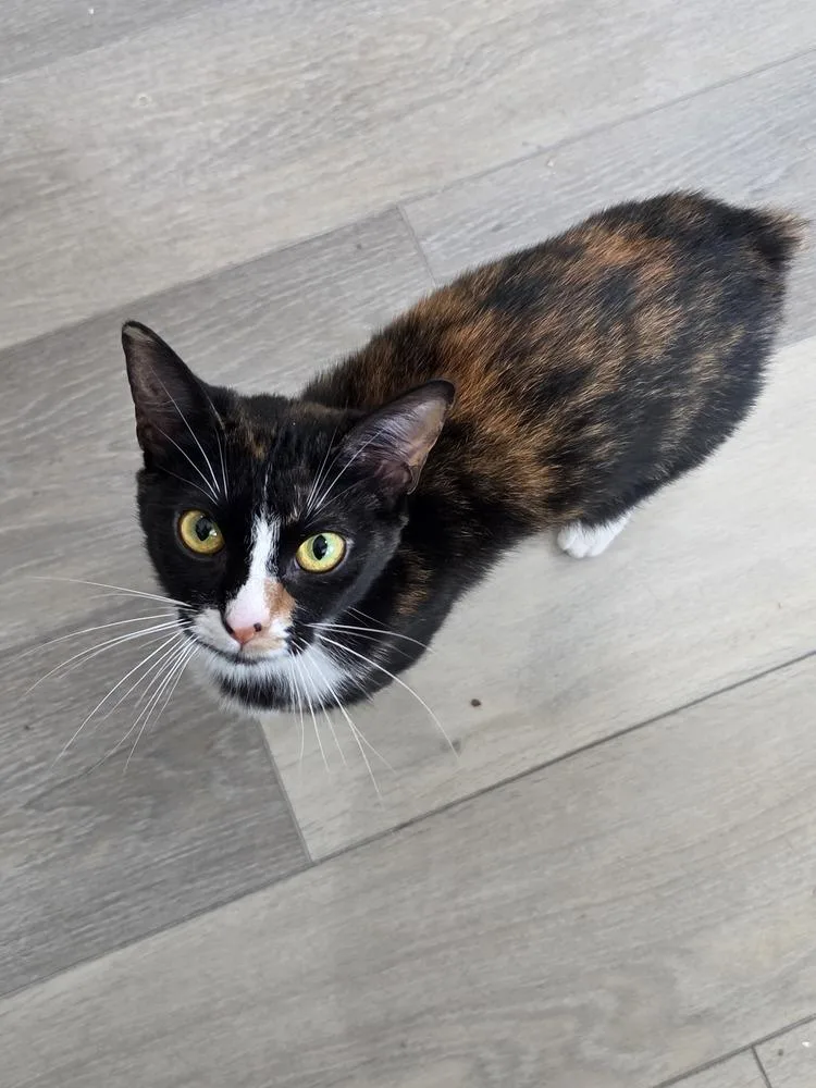 An adult medium-sized female Calico cat named Cotton for adoption in Lewisburg, TN