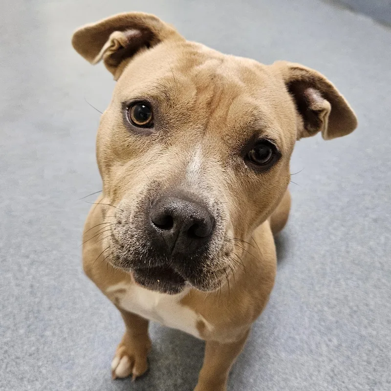 An adult medium-sized female White / Cream Pit Bull Terrier dog named Fawn for adoption in Suffolk, VA