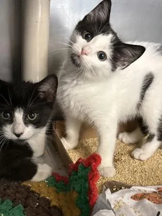 A baby small-sized female Domestic Short Hair cat named Athos for adoption in Madison, NJ