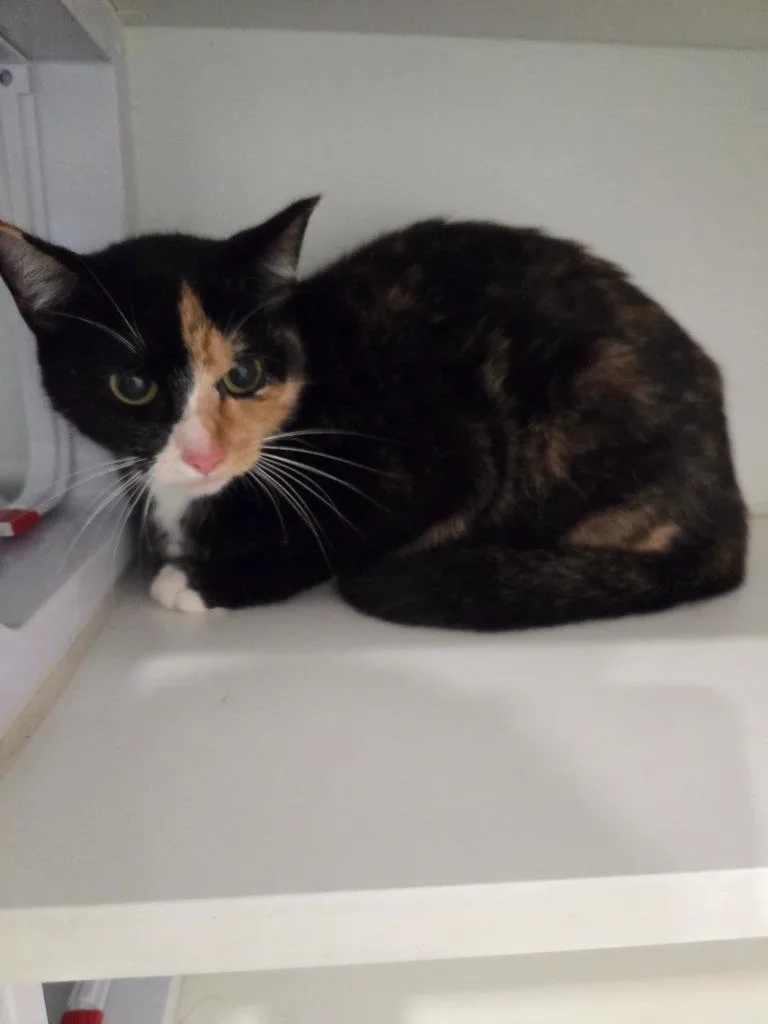A young small-sized female Domestic Short Hair cat named Patches for adoption in Lunenburg, VT
