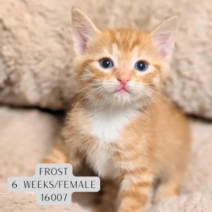 A young medium-sized male Tabby (Orange / Red) Domestic Short Hair cat named Frost for adoption in Supply, NC