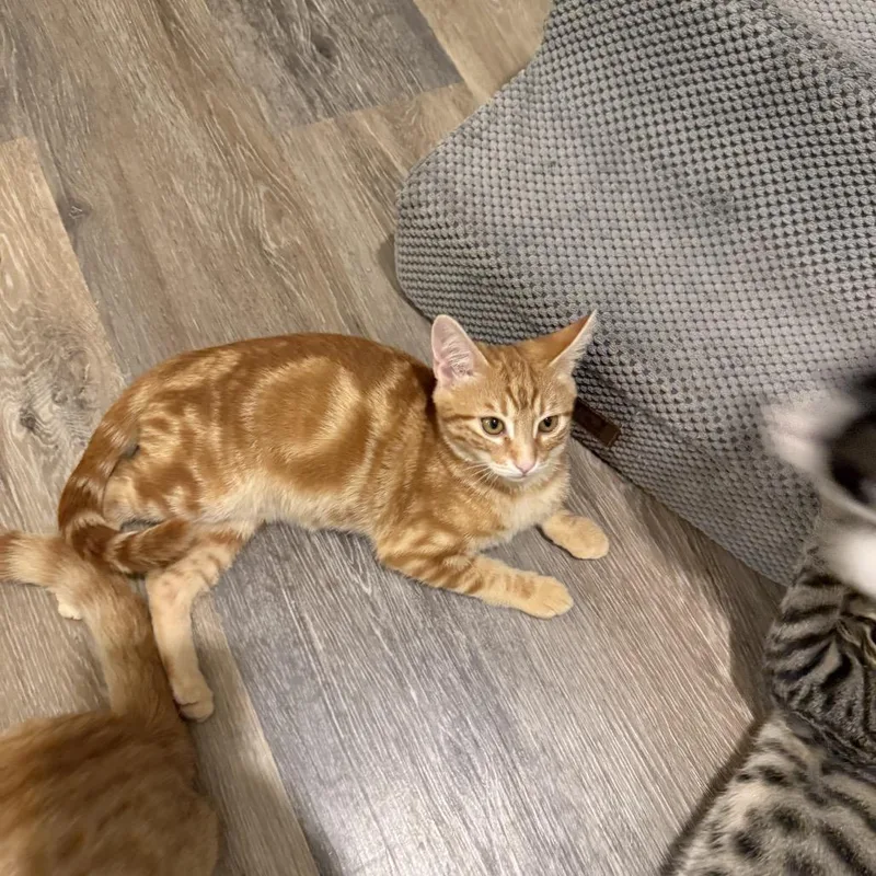 Cinnamon thumbnail 2